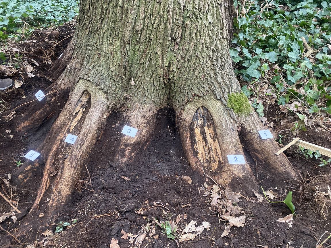 Freigelegter Wurzelanlauf eines Baumes mit nummerierten Untersuchungspunkten
