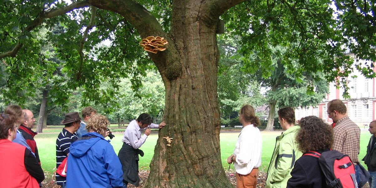 Seminargruppe an einem Baum mit holzzersetzendem Pilz